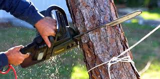 Best Emergency Tree Removal  in Port Ewen, NY